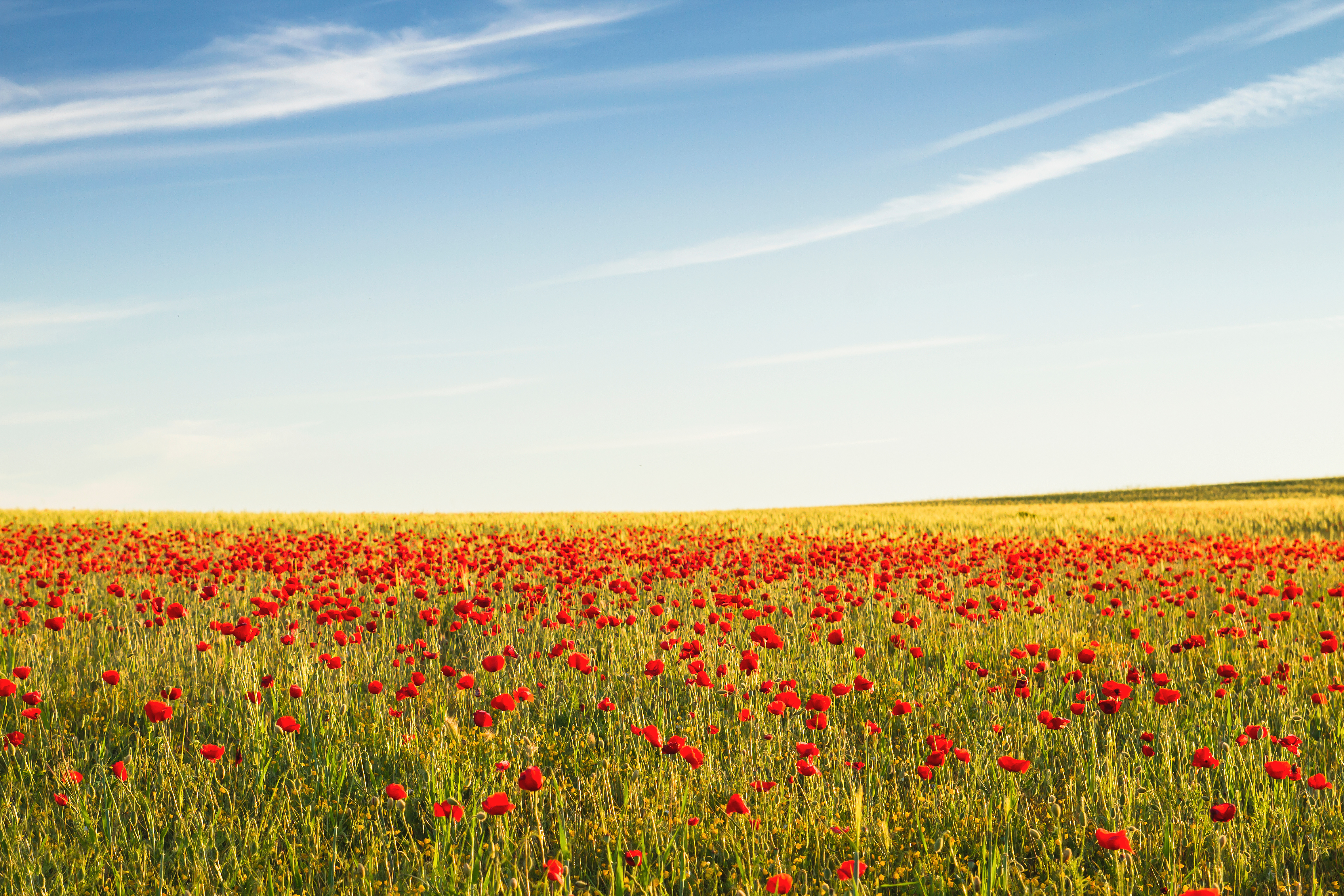 Wide spring landscape of red poppy flowers across a sunlit field under a blue sky with wispy clouds, symbolising renewal and seasonal change for an April blog post.